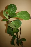Fiddle-leaf fig Julie Bawden-Davis-resized