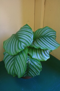 Calathea-HealthyHouseplants.com