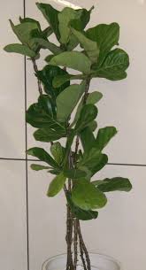 Ficus Lyrata-Fiddleaf Fig