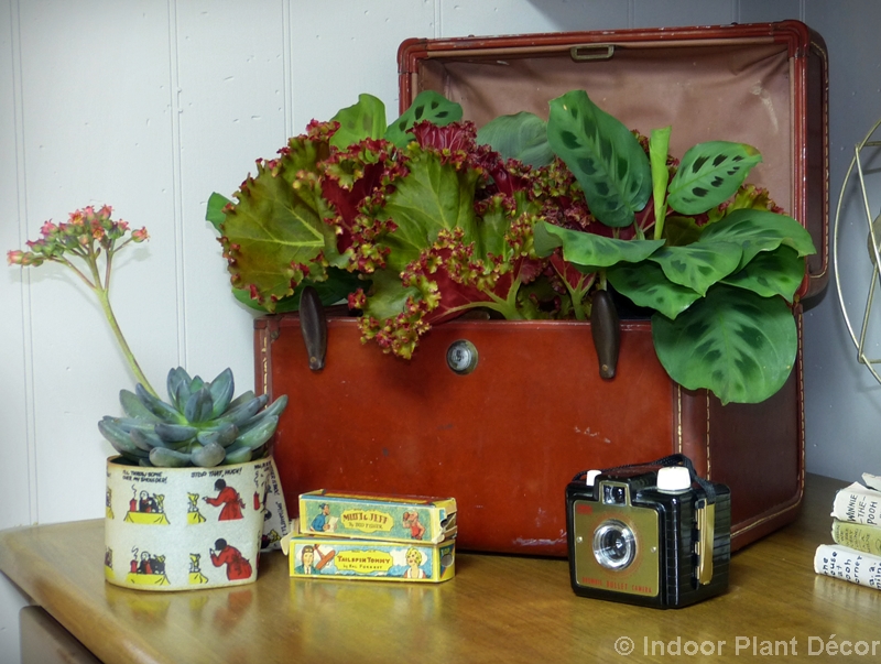 Indoor Plant Decor-Suitcase