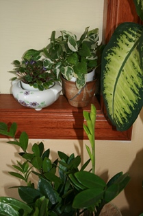 Interior Plant Grouping-3-resized