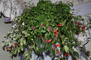 Lipstick Plant Hanging-resized