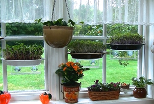 Microgreens-Window Landscape shot-1
