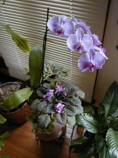 Moth Orchid and African Violet-resized