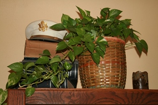 Pothos from Above-resized