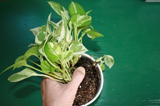 Repotting houseplant-1a