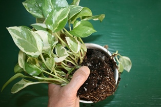 Repotting houseplant-3a