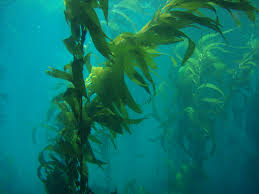 Sea Kelp in the Sea