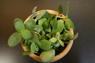 Small succulents in tiny pot-1-resized