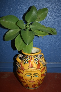 Succulent in Sunflower pot-1-resized