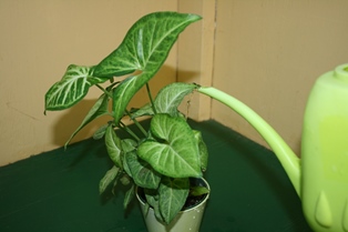 Watering Houseplant-HealthyHouseplants.com