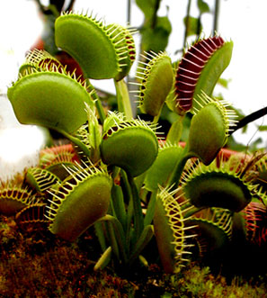 flytrap2