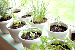 indoor herb garden