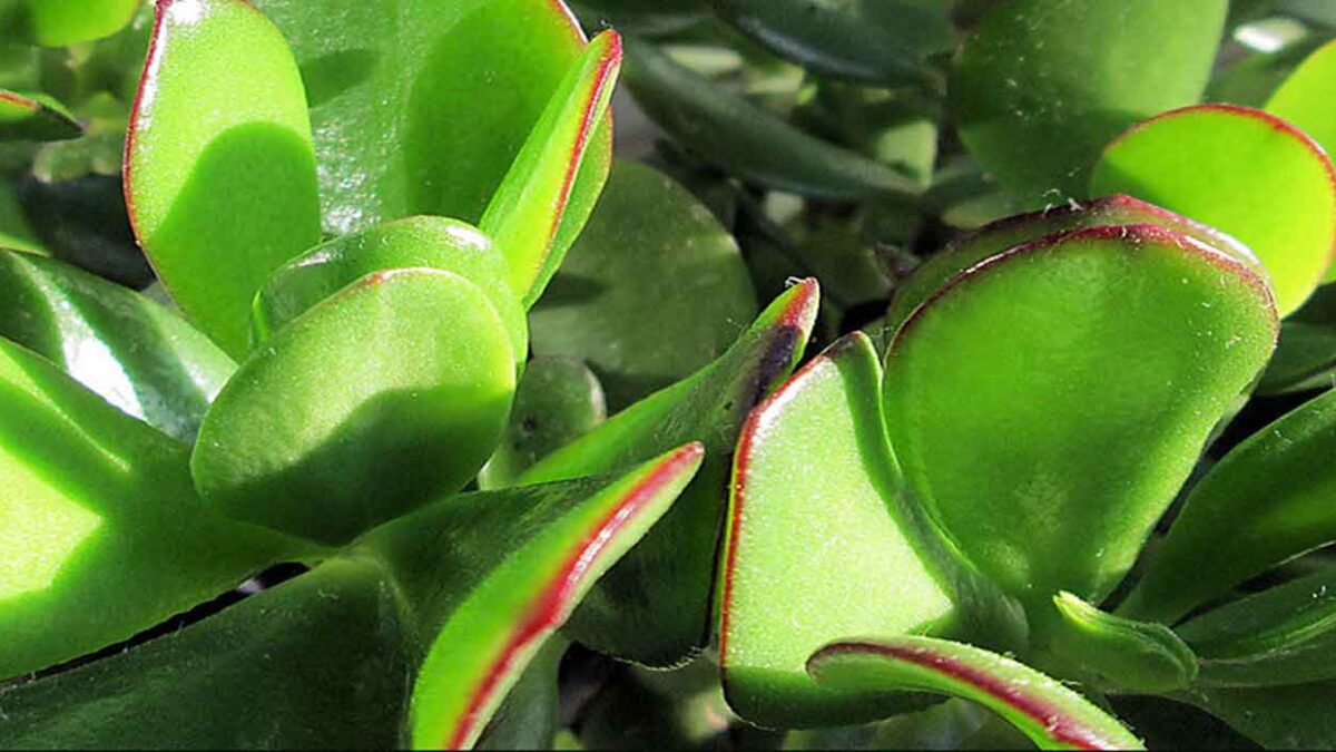 Jade Plant - Healthy Houseplants