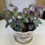 Purple Velvet Plant