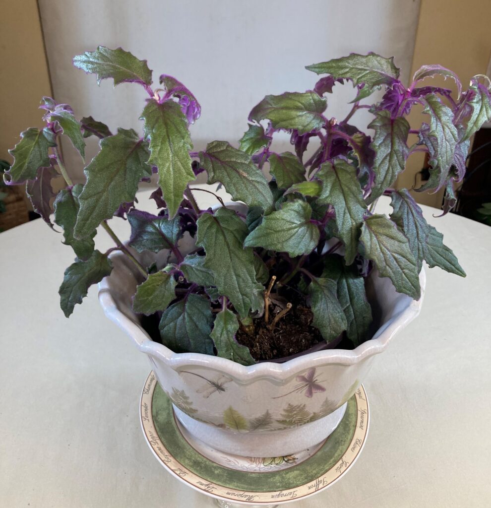 Purple velvet plant in decorative pot.
