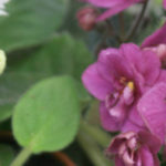 African Violet