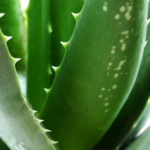 Cacti/Succulents