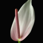 Anthurium