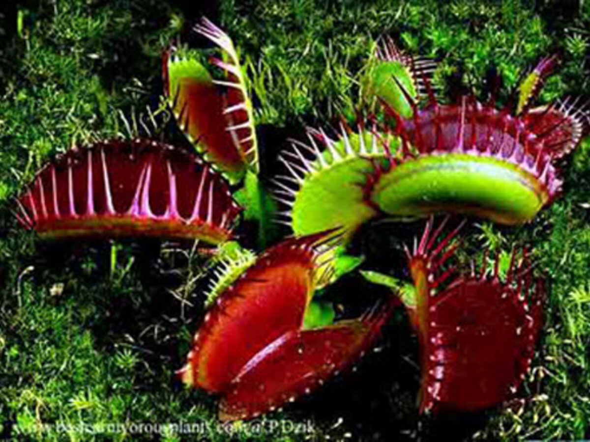 Venus flytrap Care - Healthy Houseplants