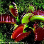 Venus flytrap