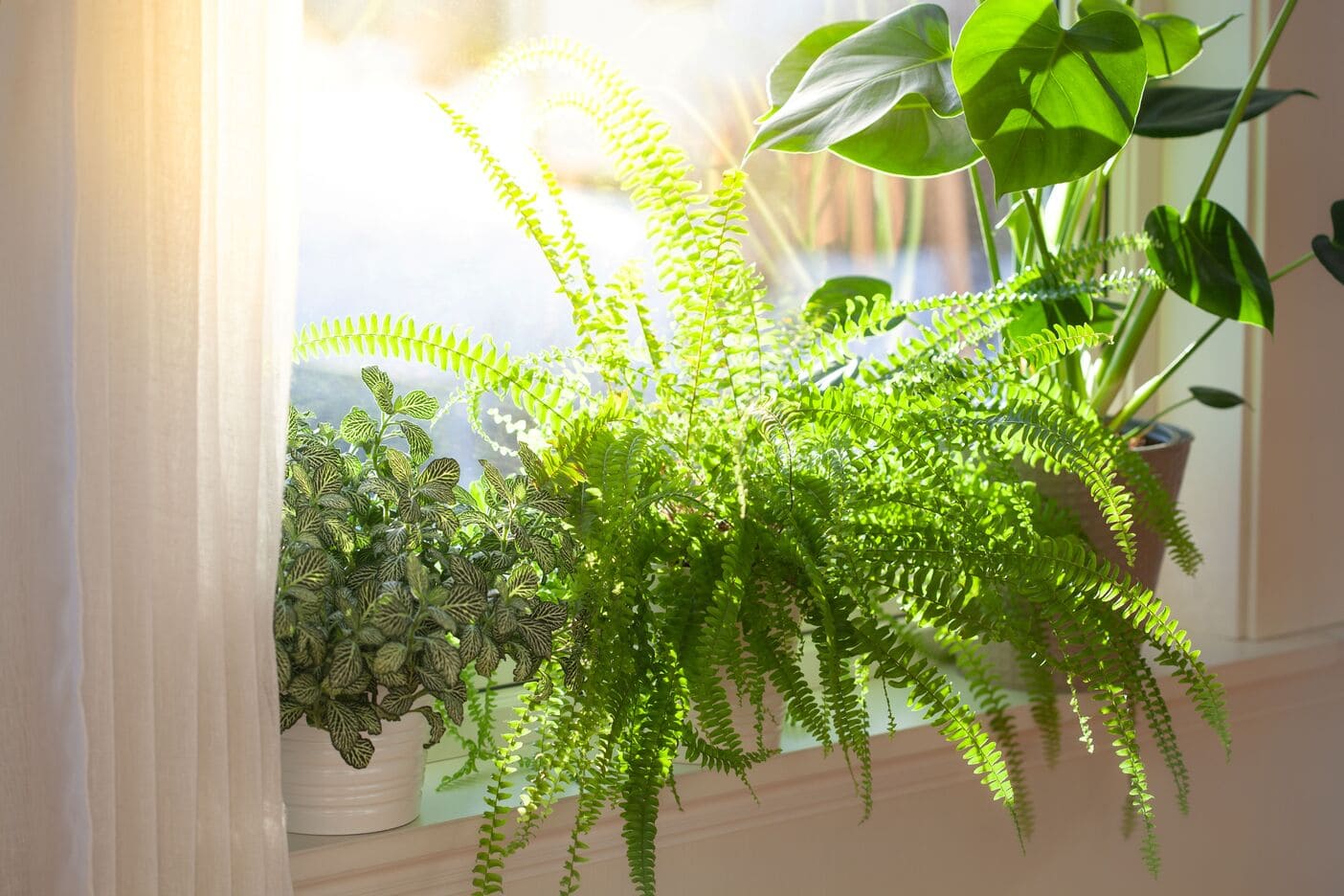Boston fern, nerve plant and Monstera deliciosa potted plants on a bright,