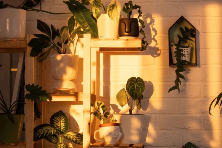 Houseplants on shelving up against a sunlit wall casting shadows