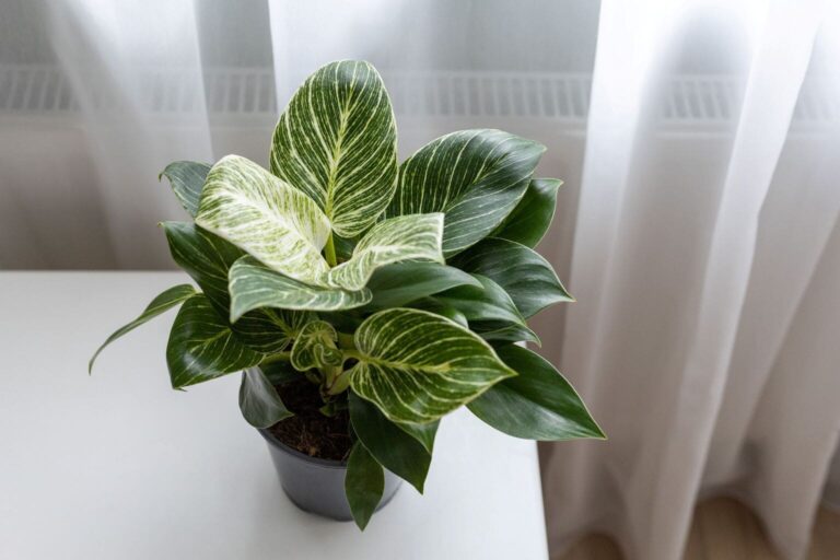 Philodendron Birkin with variegated and dark green foliage near a curtained window