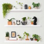 Basic Houseplant Types