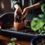 Potting Soils
