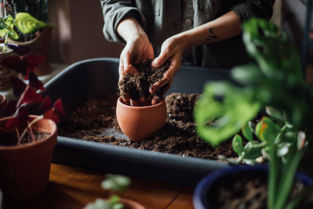 potting soils for houseplants