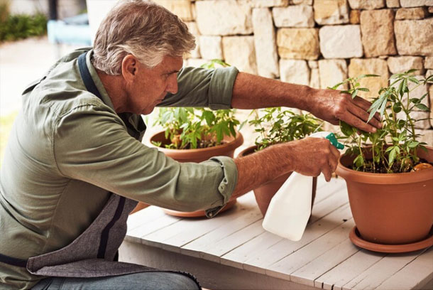 proper watering houseplants