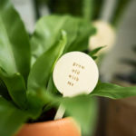 Supporting Indoor Plants: A Guide to Staking Houseplants