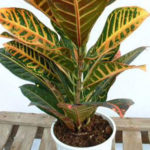 Brighten Your Indoors with Croton