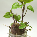 Grow Houseplants from Kitchen Scraps