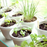 Growing Tasty Herbs Indoors