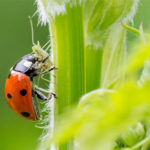 Welcome Insects Into Your Garden