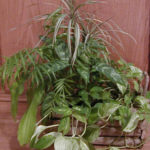 Mini Gardens: Houseplants Can Thrive in Mixed Company