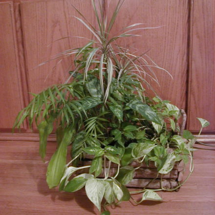 Underplanting. Can It Be Done With Houseplants and What Plants are Best? -  The Houseplant Guru