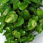 Pothos