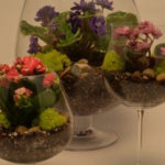 Wineglass Terrariums