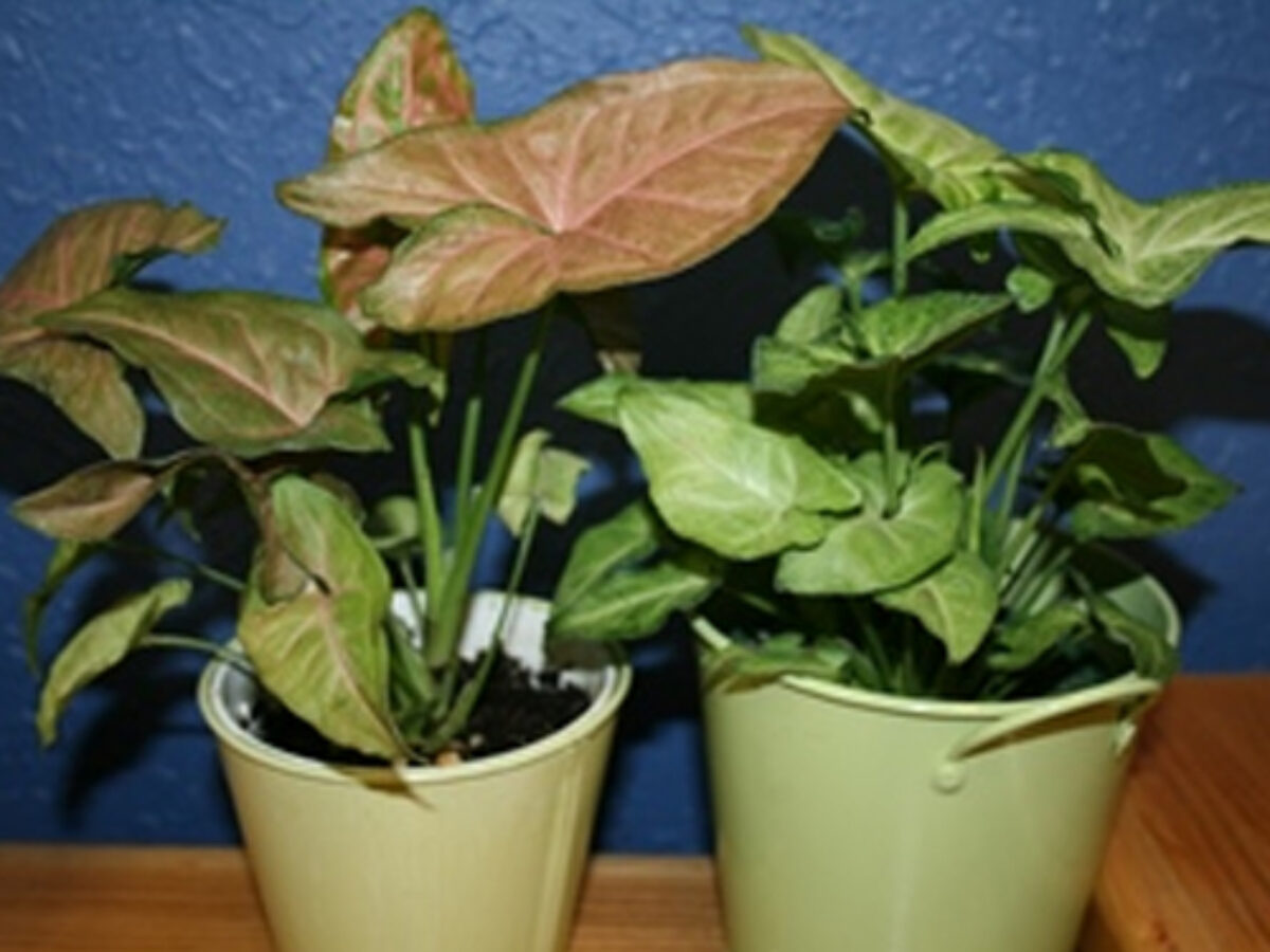 buy zz plant melbourne Zanzibar Gem -Indoor Plants -Geelong -Christmas Gift Plants -Delivery