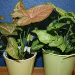 Arrowhead Plant An Eye-Catching Vining Houseplant