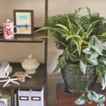 Houseplant Combinations to Light Up Your Home