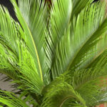 Sago Palm: Prehistoric Plant Adds Pizzazz to the Modern Home