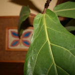 Fiddle-Leaf Fig
