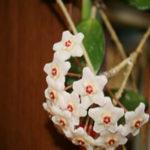 Fill Your Home with Flowering Houseplants