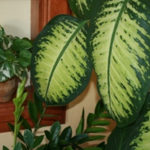 Feeding Houseplants a Vegetarian, Organic Diet