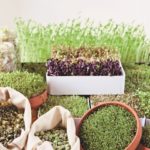 Grow Sprouts in Your Kitchen