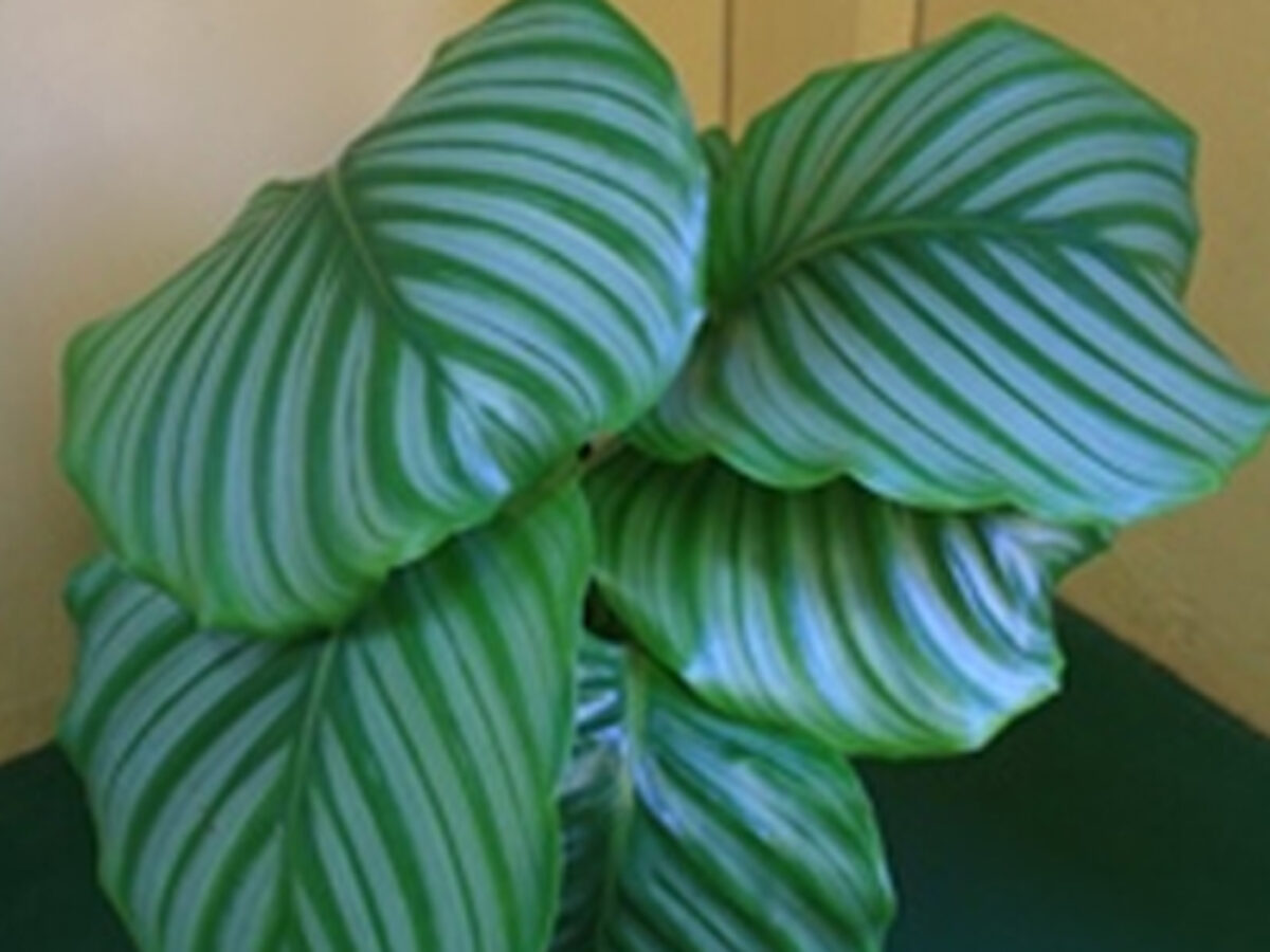 calathea in wasser stellen Tipps zur Pflege deiner Pflanze : Calathea lancifolia  PflanzenFuerAlle